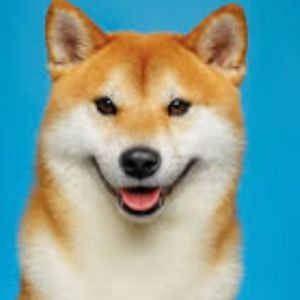 Meet your Posher, Pauline